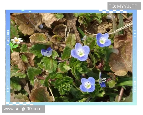 何思雨：在风雨中绽放的坚韧与希望的旅程