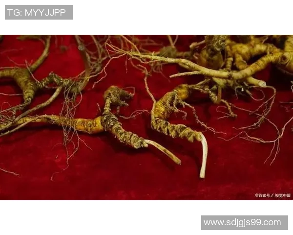 太阳神与安阳人参的较量:自然力量与神秘药材的巅峰对决 太阳神与安阳人参的较量:自然力量与神秘药材的巅峰对决